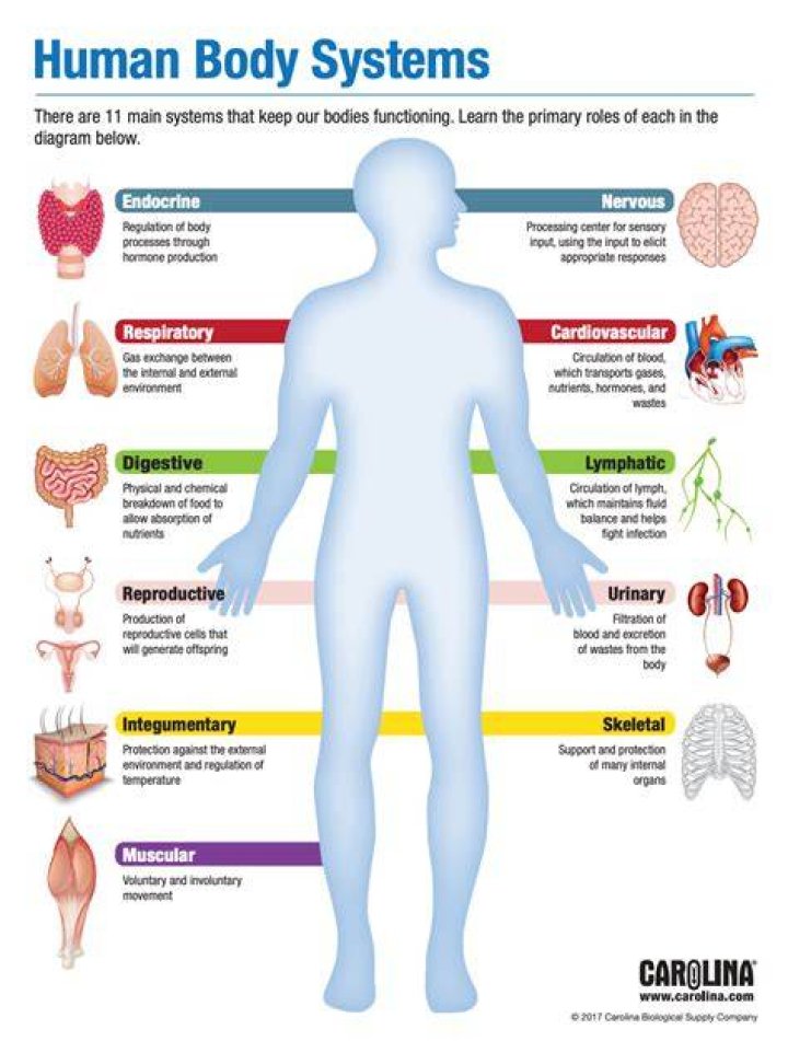 What is the main body system