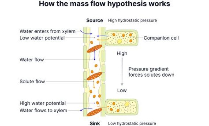 What is the mass flow theory