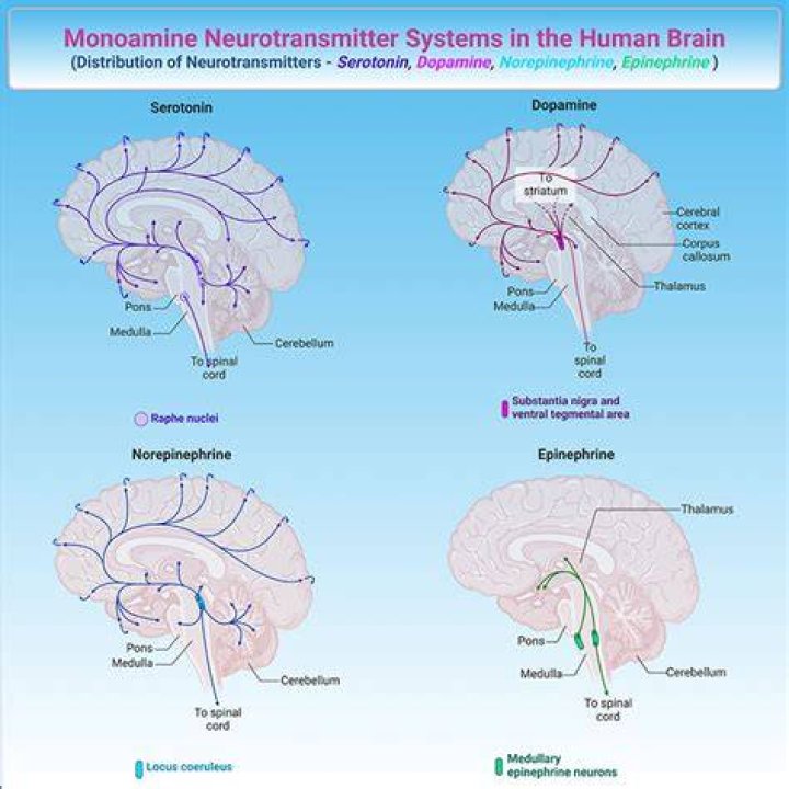 What is the monoamine system