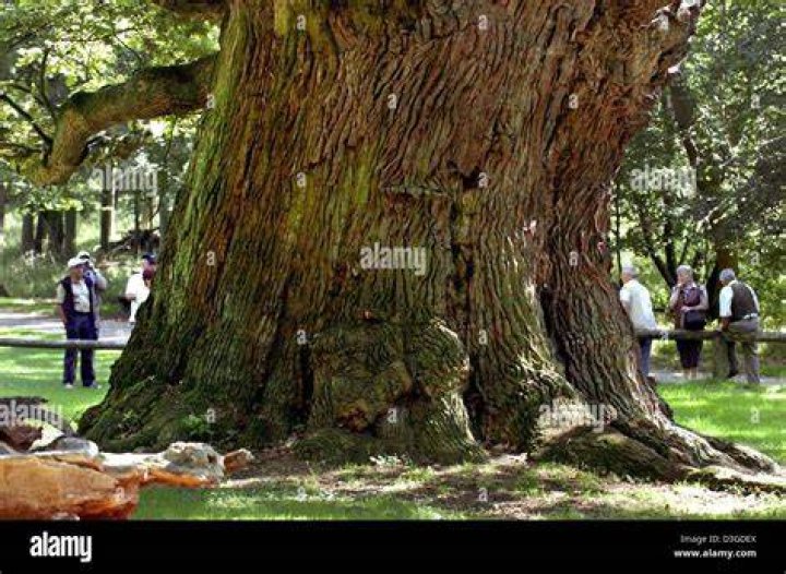 What is the oldest oak tree