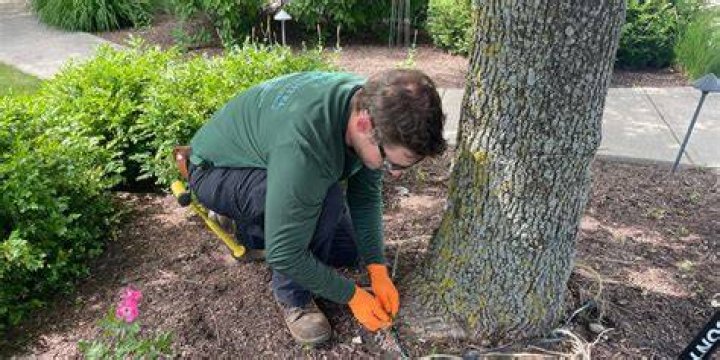 What is tree trimming called
