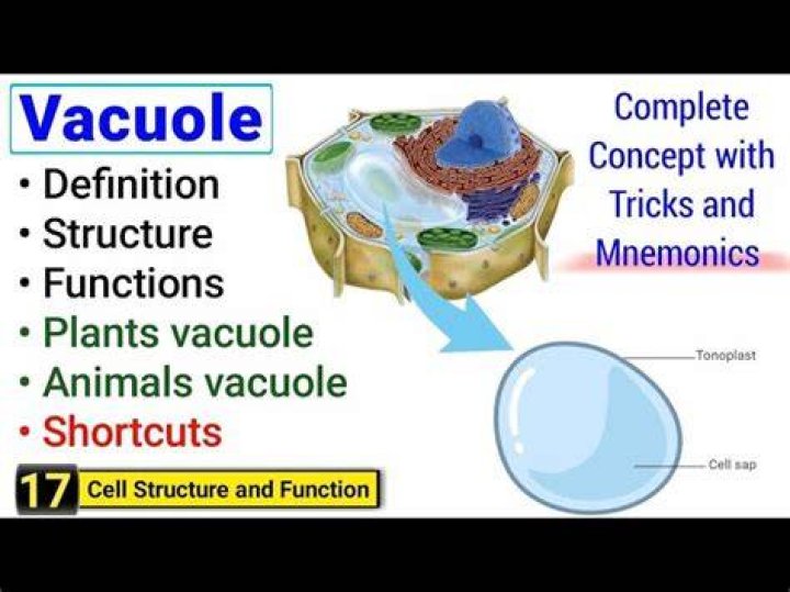 What is vacuole short answer