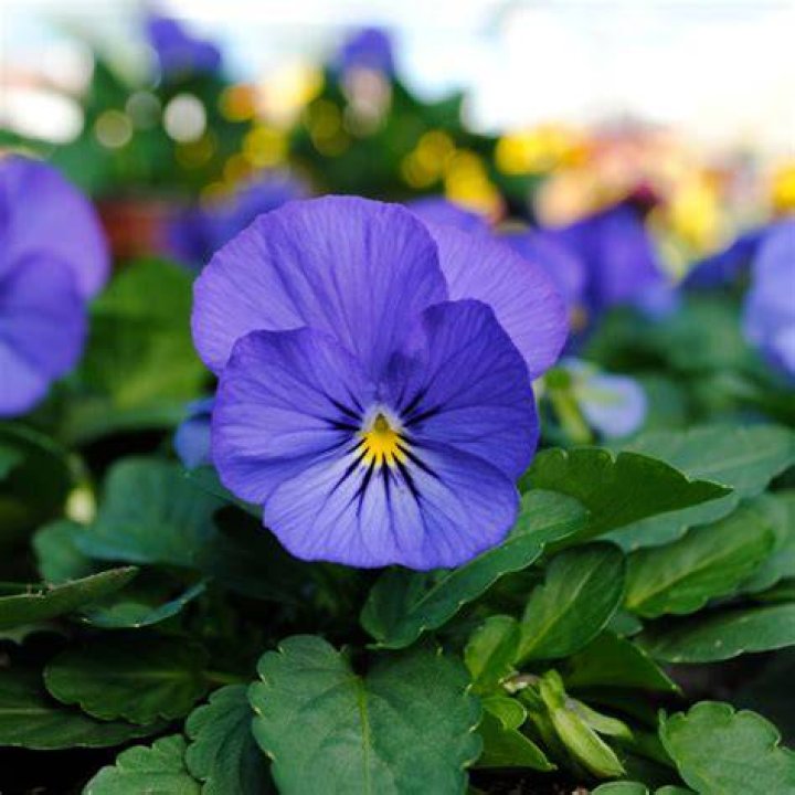 What is Viola plant used for