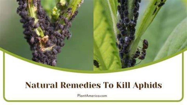What kills aphids instantly