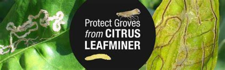 What kills citrus leafminers