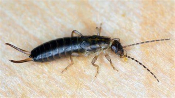 What kills earwigs instantly
