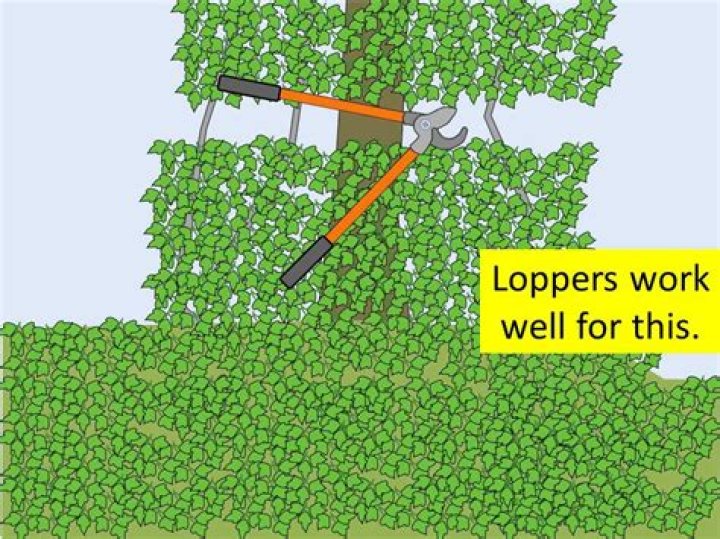 What kills kudzu permanently