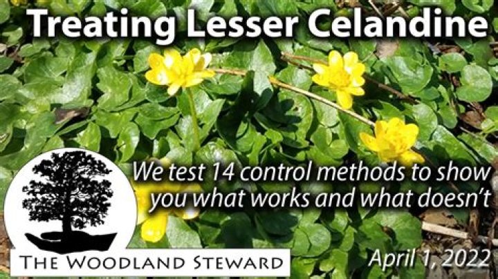 What kills lesser celandine