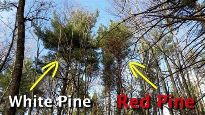 What kills white pine trees