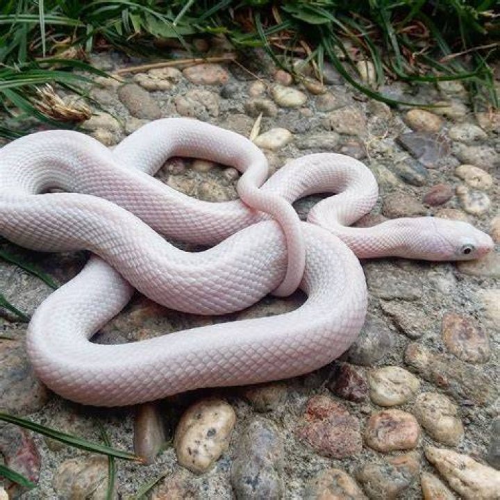 What makes a snake Leucistic