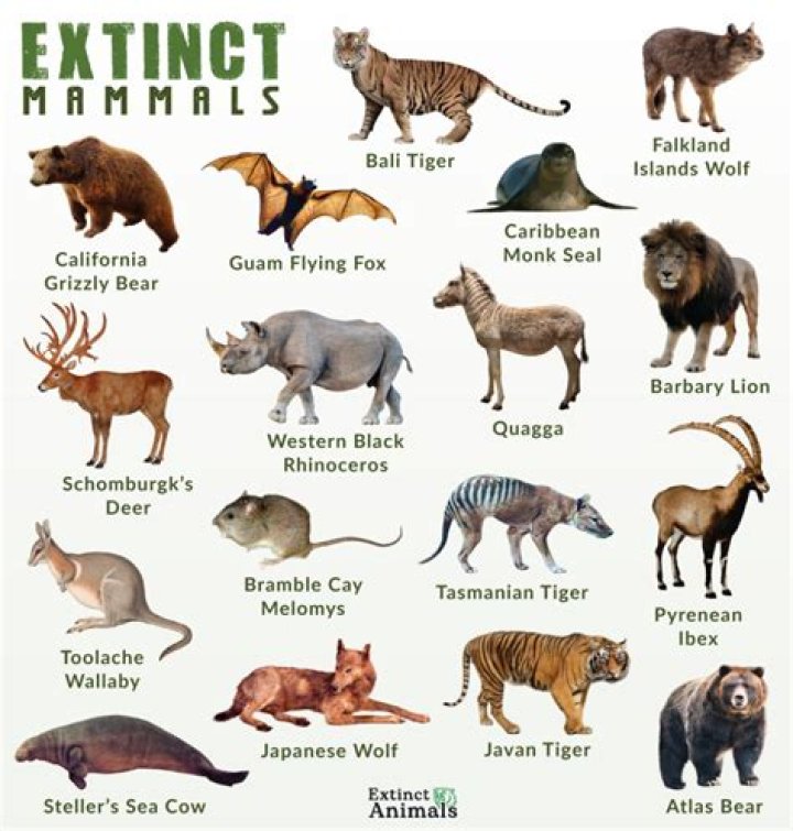 What makes an animal extinct
