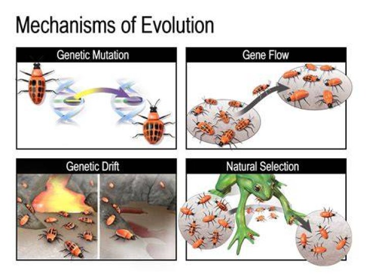 What makes evolution random