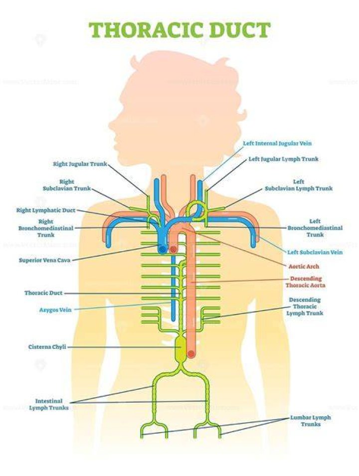 What makes the thoracic duct