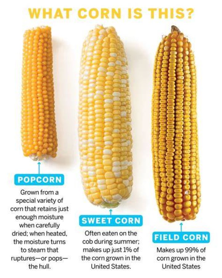 What moisture does corn dent
