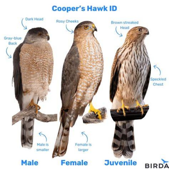What month do hawks lay eggs