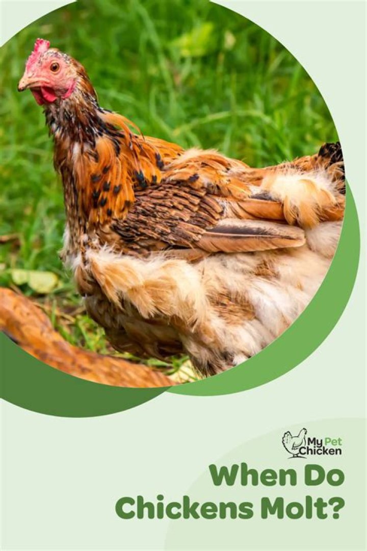 What months do chickens molt