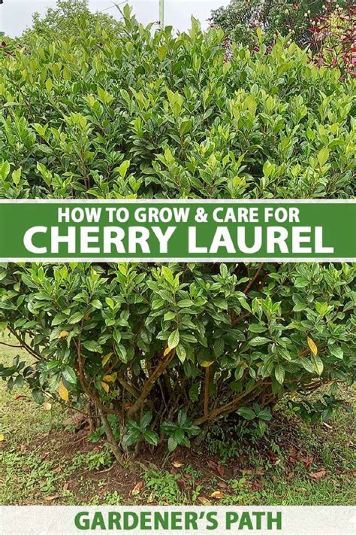 What months do laurels grow