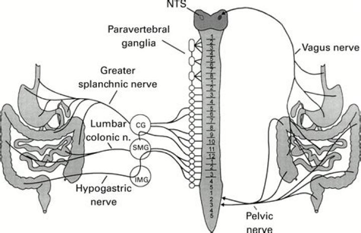 What nerve controls GI tract