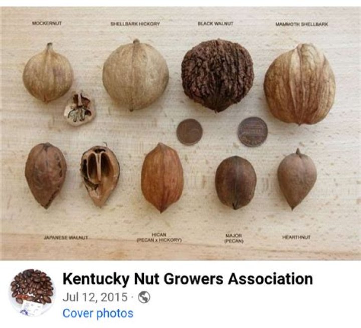 What nuts look like Buckeyes
