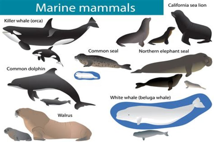 What ocean fish are mammals