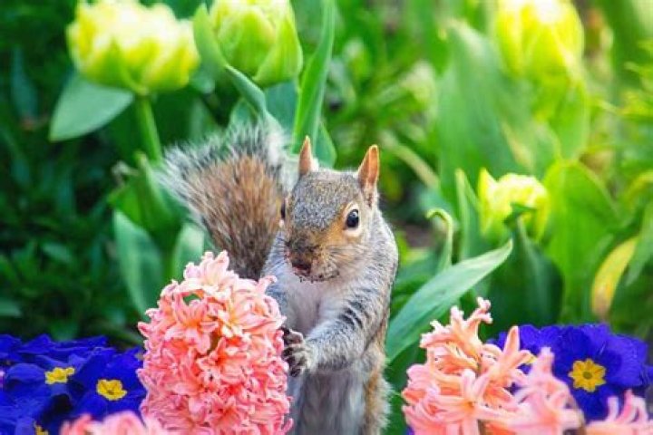 What plant do squirrels hate