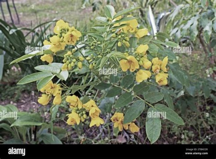 What plant does Senna come from