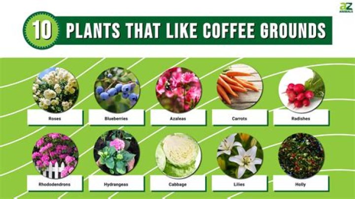 What plants do raccoons hate