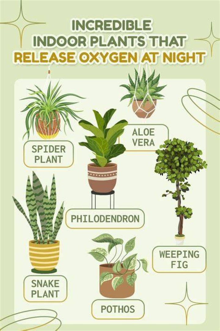 What plants release at night