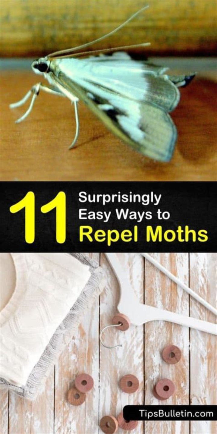 What repels moths from wool