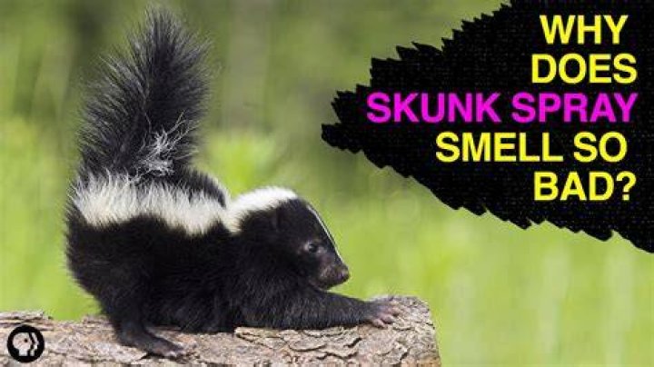 What repels skunks naturally