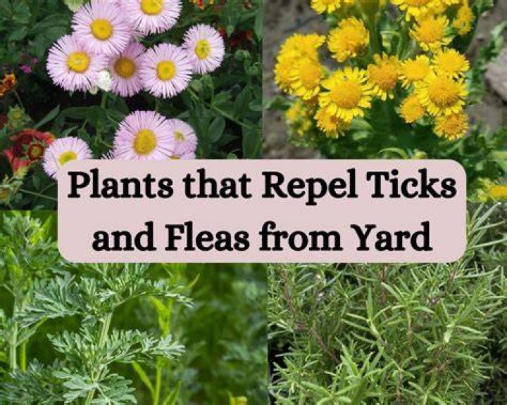 What repels ticks from yard