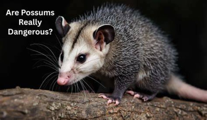 What scents attract possums