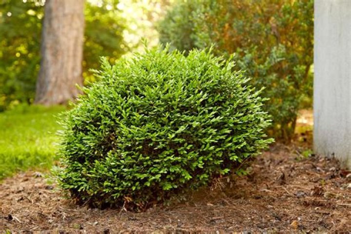 What shrubs do bees not like