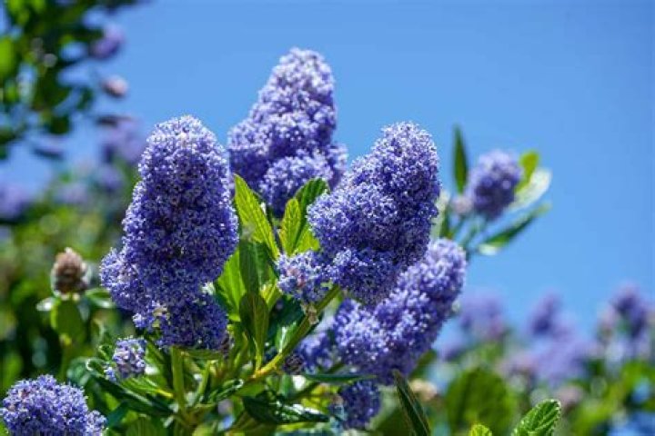What shrubs have deep roots
