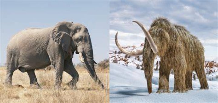What size is a mammoth jack