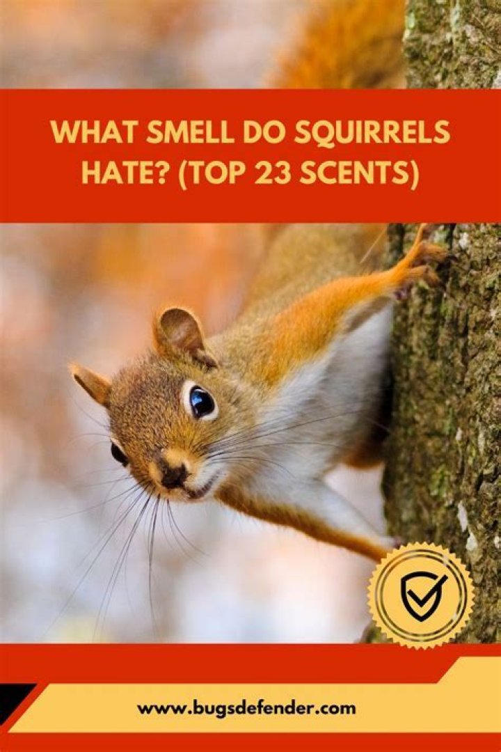 What smell do squirrels hate