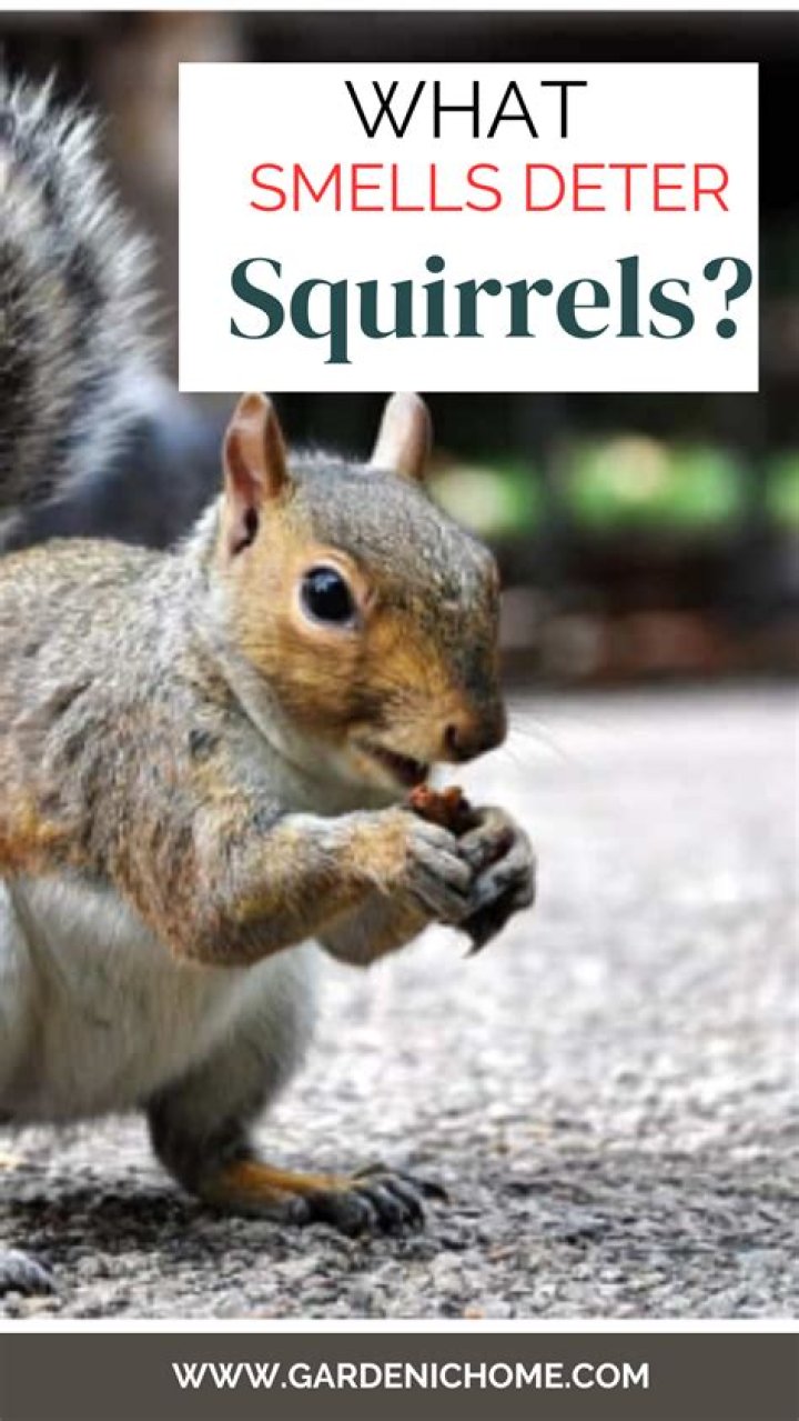 What smells deter squirrels