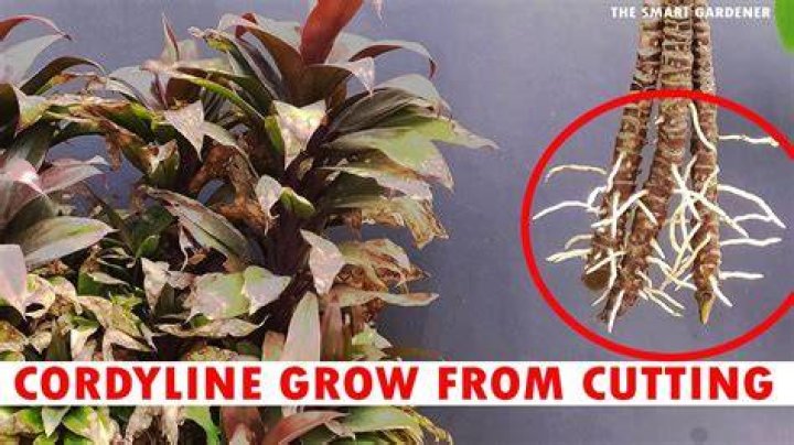 What soil do Cordylines like