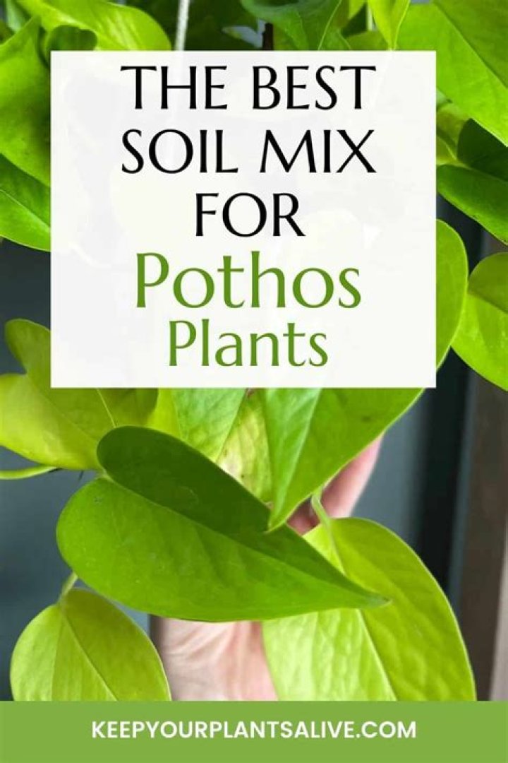 What soil is best for pothos