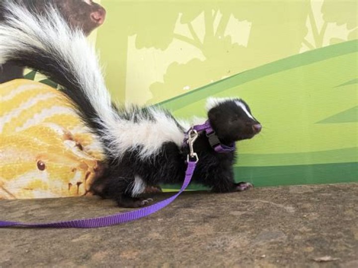 What sound does a skunk made