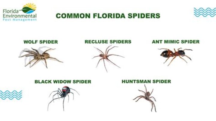 What spiders bite in Florida