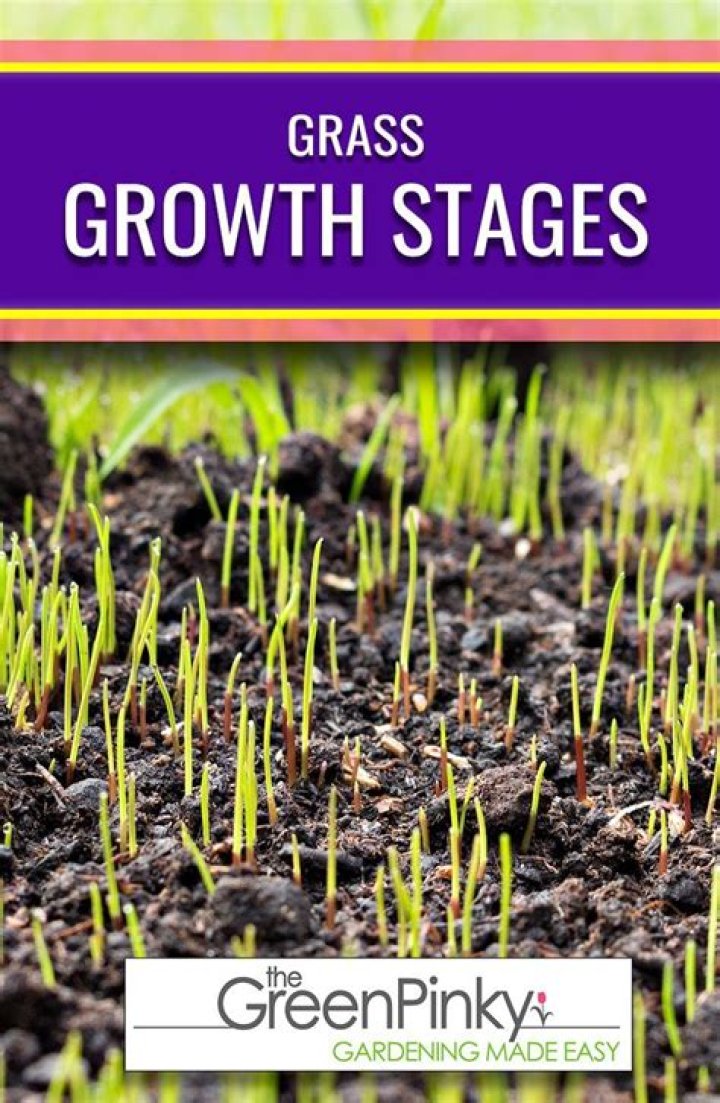 What stimulates grass growth