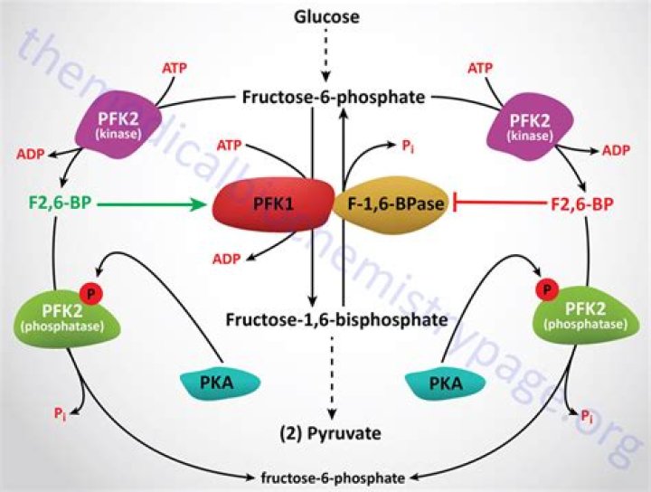 What stimulates PFK activity