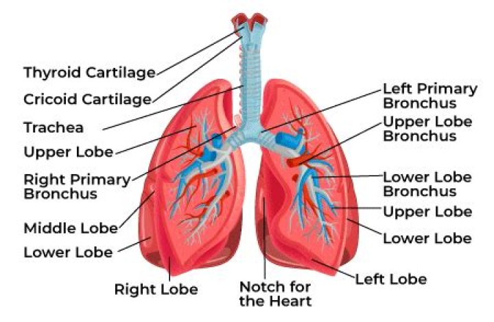 What structures enter the lungs quizlet