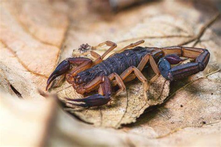What trees attract scorpions