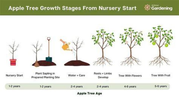 What trees do apples grow on