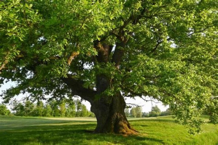 What trees have green trunks