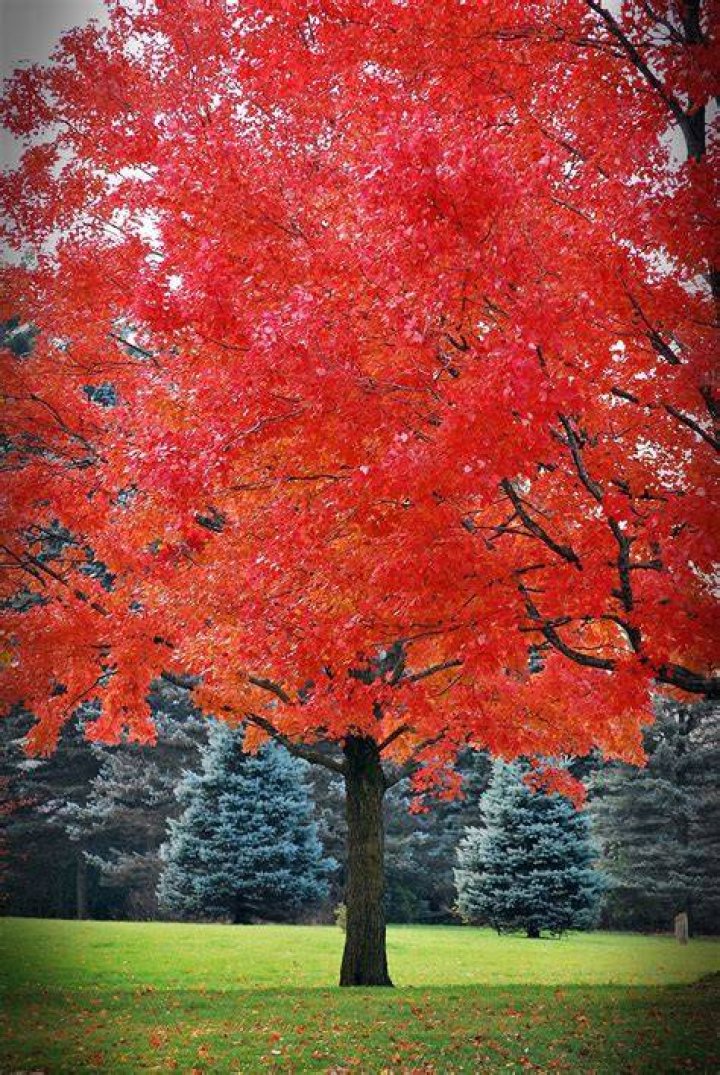 What trees turn red in the fall