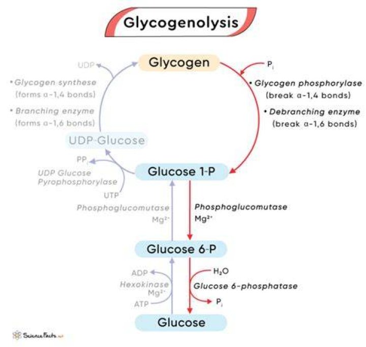 What triggers Glycogenolysis