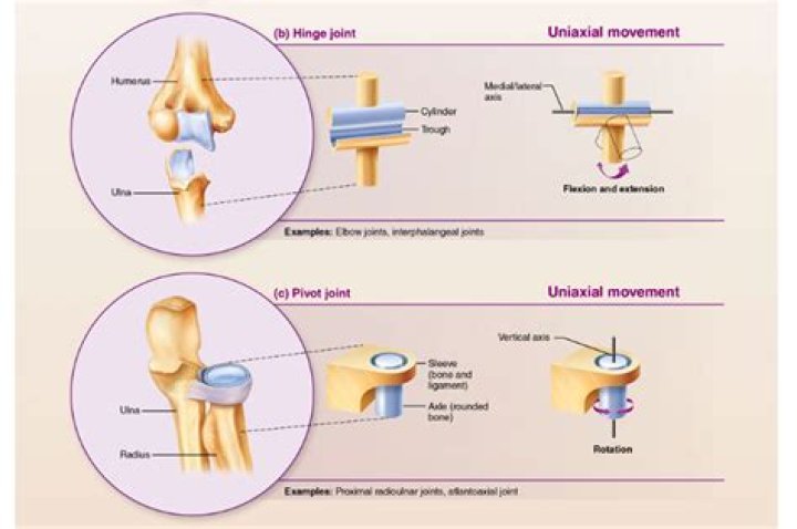 What two joints are uniaxial